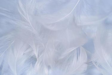 白い羽を目撃した時の5つのスピリチュアルな意味とは？